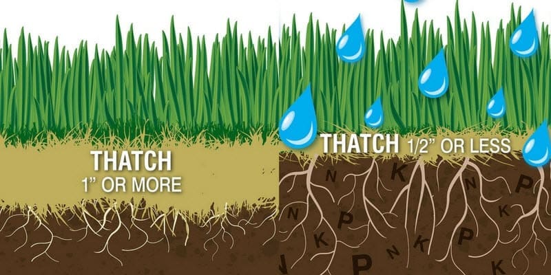 Benefits of Dethatching & Aerating Your Lawn