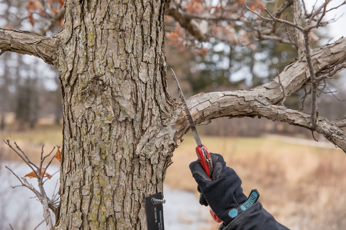 Pruning of a tree Portland Maine