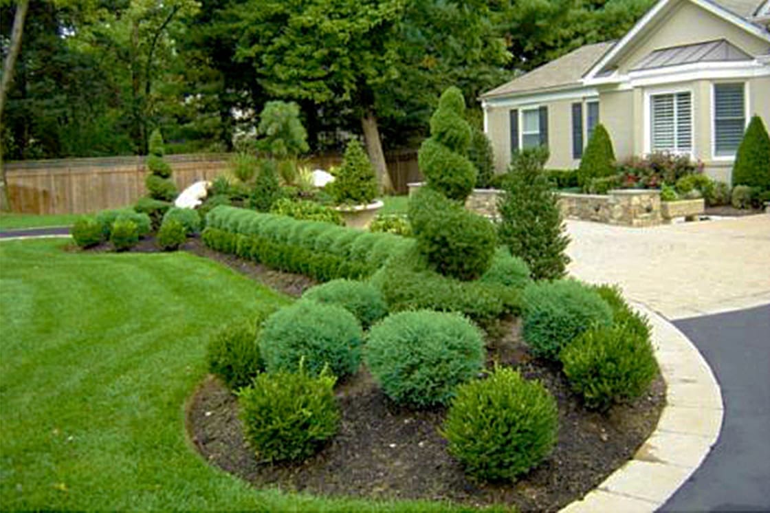Shrub shaping & pruning Services