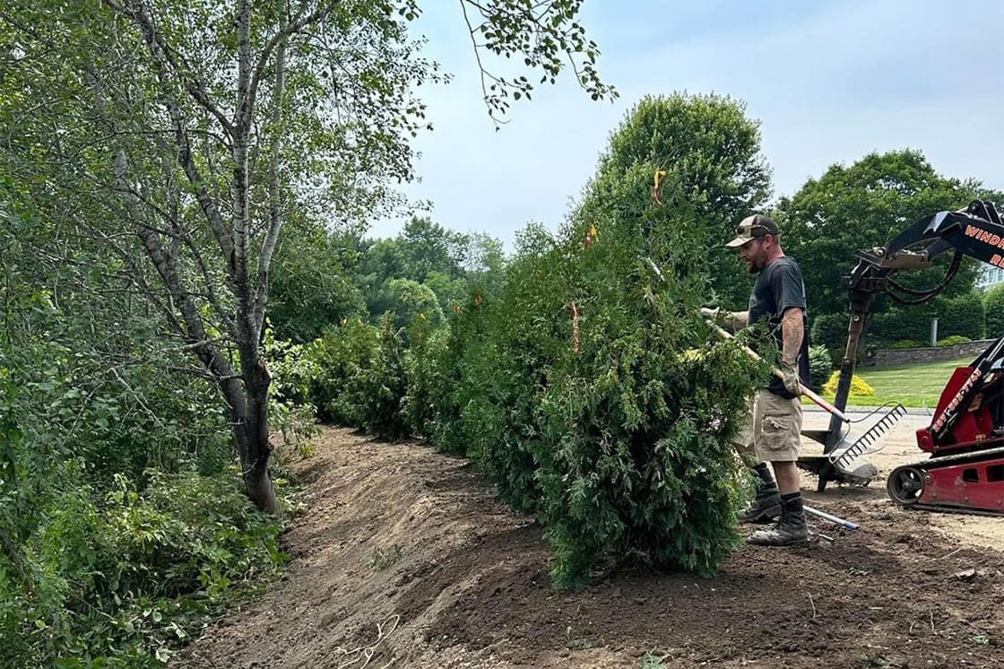New Trees being planted near Portland Maine